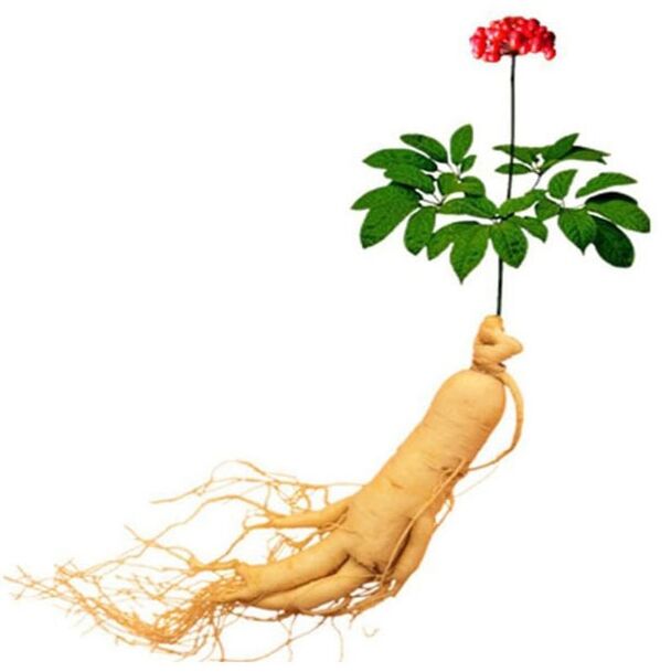 Raiz de ginseng em Xtrazex (1)