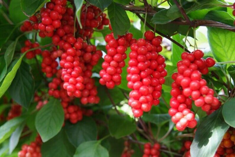 Schisandra para aumentar a potência